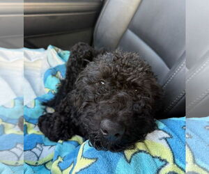 Medium Labradoodle