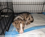 Small #2 American Bully-Border Collie Mix