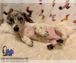 Small Photo #89 Dachshund Puppy For Sale in LAKEBAY, WA, USA
