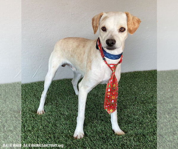 Medium Photo #2 Beagle-Whippet Mix Puppy For Sale in San Diego, CA, USA