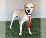 Small #1 Beagle-Whippet Mix