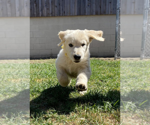 Golden Retriever Puppy for sale in UPLAND, CA, USA