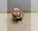 Small Bulldog Mix
