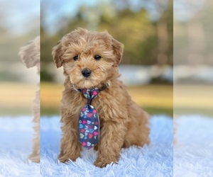 Goldendoodle (Miniature) Puppy for Sale in FROSTPROOF, Florida USA