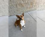 Small #4 Mutt