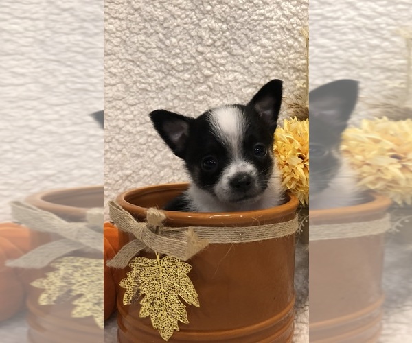 Medium Photo #5 Chihuahua Puppy For Sale in SHERMAN, TX, USA
