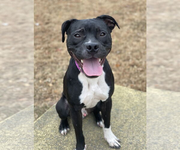 Medium Photo #4 American Pit Bull Terrier-Unknown Mix Puppy For Sale in Virginia Beach, VA, USA