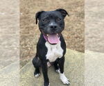 Small #3 American Pit Bull Terrier Mix