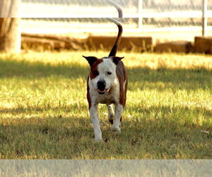 Armani - Male Texas Heeler-Unknown Mix Dog for Adoption