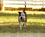 Armani - Male Texas Heeler-Unknown Mix Dog for Adoption - Small photo