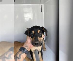 Labrador Retriever-Unknown Mix Dogs for adoption in Houston, TX, USA