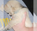 Small Photo #8 Golden Retriever Puppy For Sale in TULARE, CA, USA
