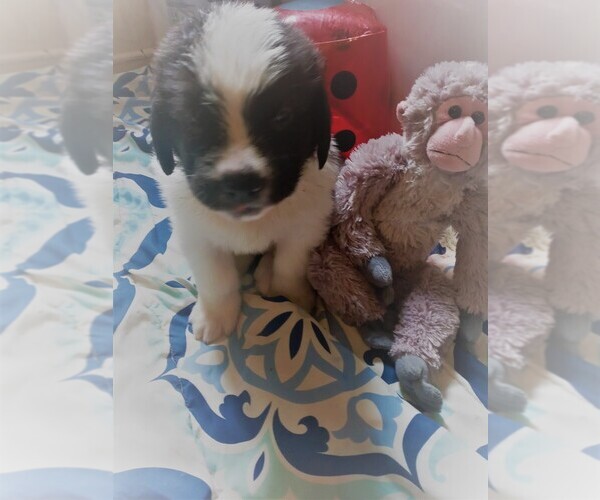 Medium Photo #1 Saint Bernard Puppy For Sale in GR BLANC, MI, USA