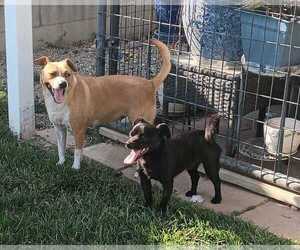 Lucille Ball/ Martha - Female Jack Russell Terrier-Unknown Mix Dog for Adoption - Photo #2