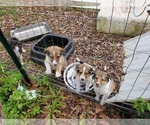 Small Photo #8 Collie Puppy For Sale in BYRAM, MS, USA