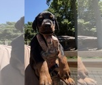 Small Photo #20 Doberman Pinscher Puppy For Sale in NEWTON, NC, USA