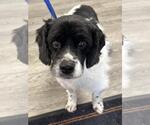 Small #4 Cocker Spaniel Mix