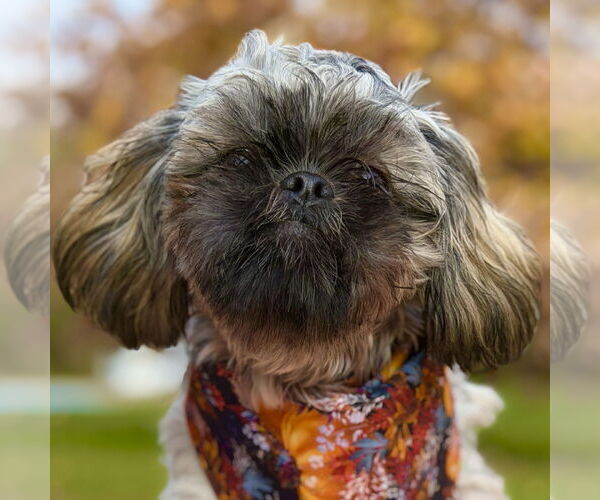 Medium Photo #4 Shih Tzu Puppy For Sale in West Cornwall, CT, USA