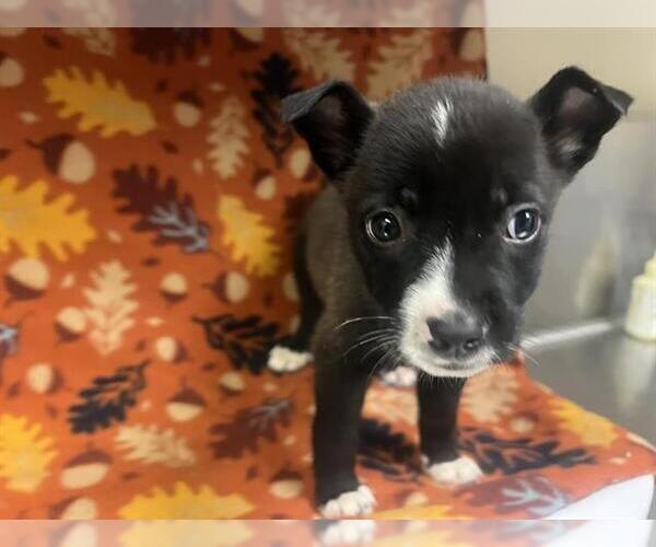 Medium Photo #1 Mutt Puppy For Sale in HESPERIA, CA, USA