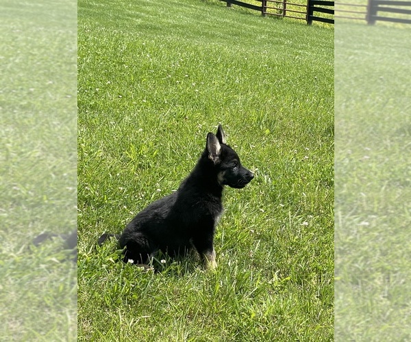 Medium Photo #5 German Shepherd Dog Puppy For Sale in WEST LIBERTY, KY, USA