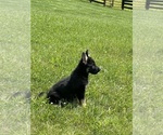 Small #4 German Shepherd Dog