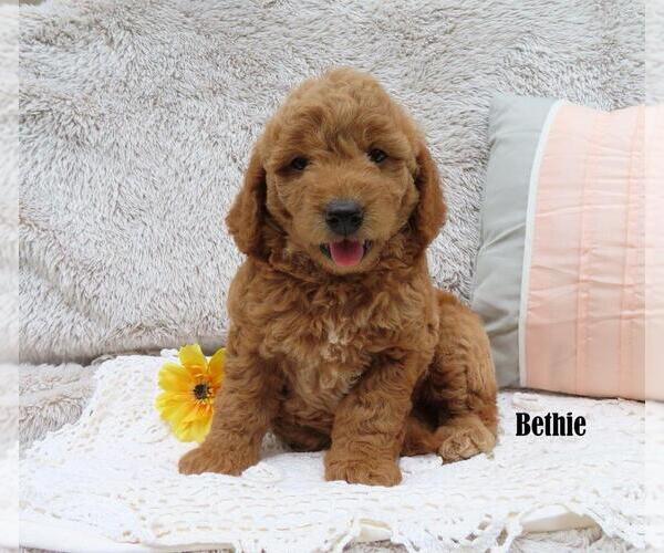 Medium Photo #1 Goldendoodle Puppy For Sale in NEW HOLLAND, PA, USA
