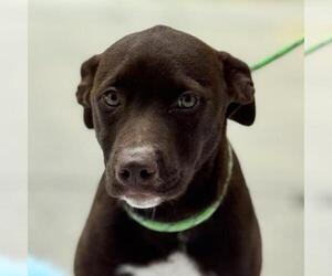Chocolate Labrador retriever-Unknown Mix Dogs for adoption in Yardley, PA, USA