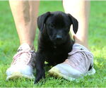 Small #2 Mutt