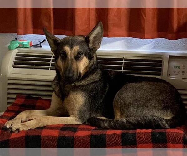 Medium Photo #1 German Shepherd Dog Puppy For Sale in San Antonio, TX, USA