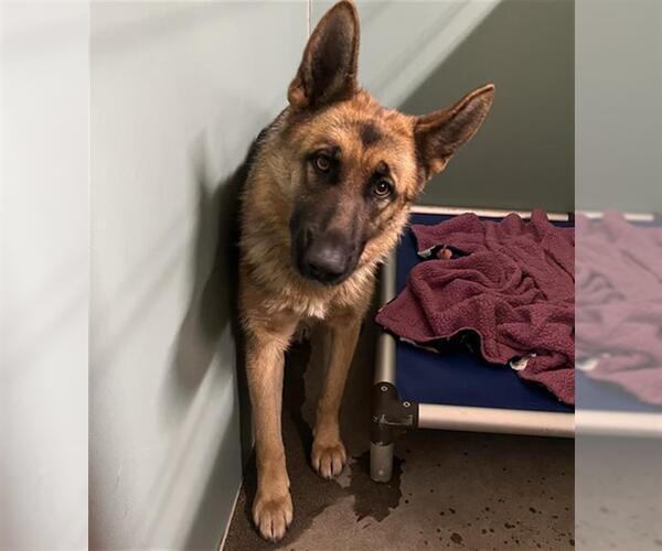 Medium Photo #1 German Shepherd Dog-Unknown Mix Puppy For Sale in Camarillo, CA, USA