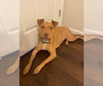 Small #1 American Staffordshire Terrier Mix