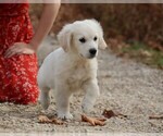 Puppy Chiffon English Cream Golden Retriever