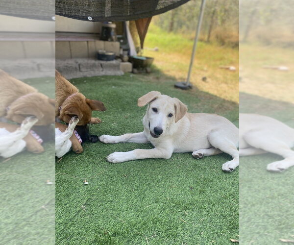 Medium Photo #3 Labrenees Puppy For Sale in FRAMINGHAM, MA, USA