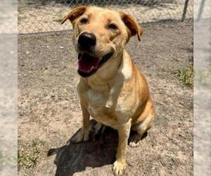 Labrador Retriever-Unknown Mix Dogs for adoption in Conroe, TX, USA