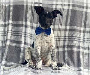 Australian Cattle Dog-Border Collie Mix Puppy for sale in LAKELAND, FL, USA