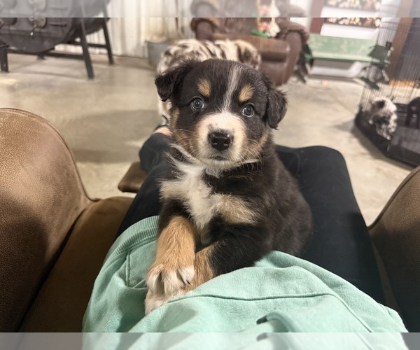 Medium Photo #2 Australian Shepherd Puppy For Sale in WELLINGTON, MO, USA