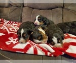 Small #10 Bernese Mountain Dog