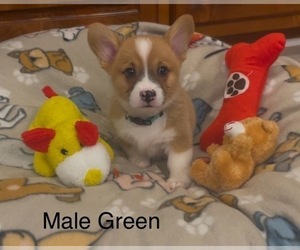 Pembroke Welsh Corgi Puppy for sale in GUTHRIE, KY, USA