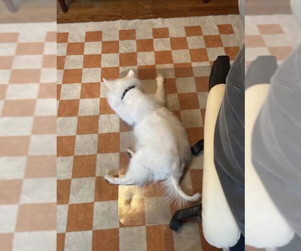 Medium Photo #4 American Eskimo Dog Puppy For Sale in Pikesville, MD, USA