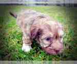 Small Photo #2 Havanese Puppy For Sale in MARSHFIELD, MO, USA
