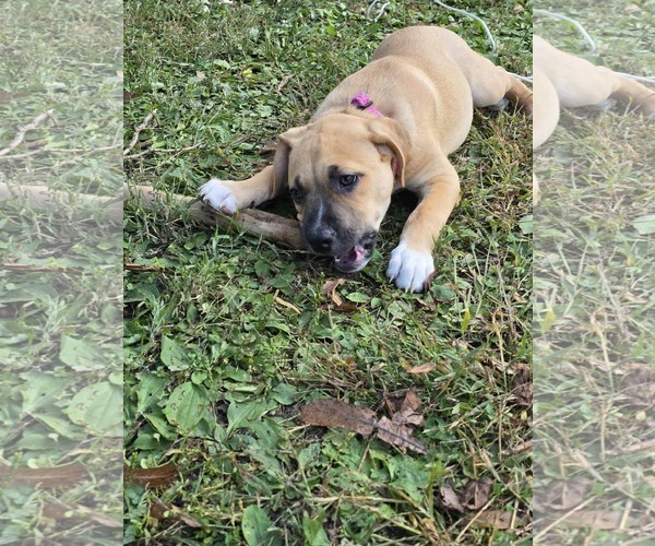 Medium Photo #1 Mutt Puppy For Sale in Waterloo, IA, USA