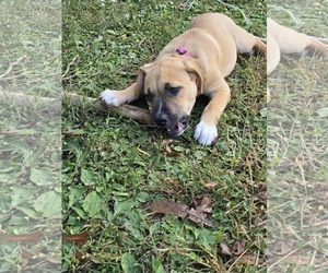Mutt Dogs for adoption in Waterloo, IA, USA