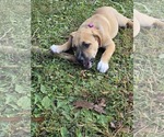Small Mutt