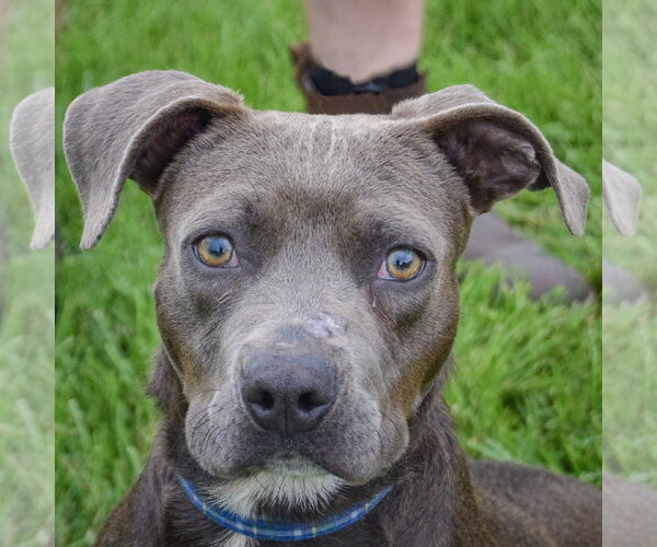 Medium Photo #1 American Staffordshire Terrier-Boxer Mix Puppy For Sale in Huntley, IL, USA