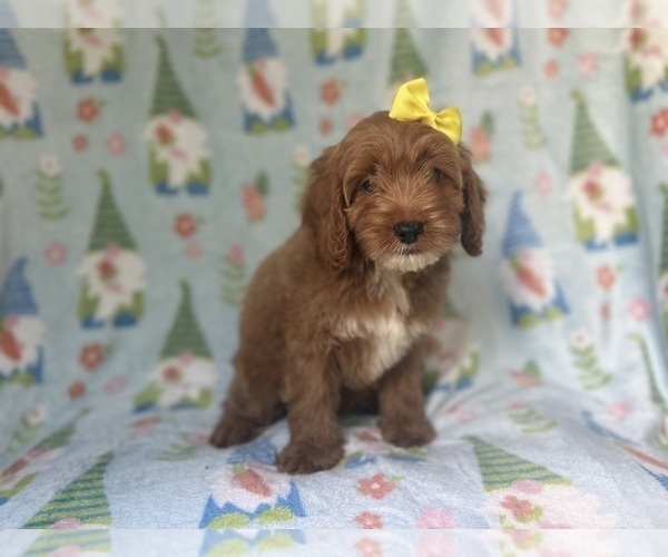 Medium Photo #5 Cock-A-Poo Puppy For Sale in LAKELAND, FL, USA