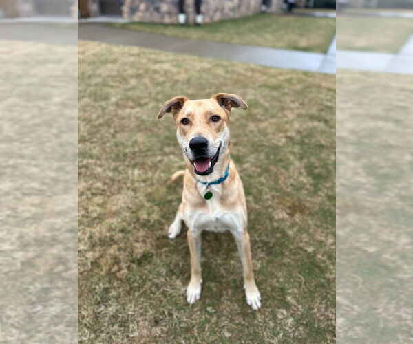 Medium Photo #3 Anatolian Shepherd-Unknown Mix Puppy For Sale in Claremore, OK, USA