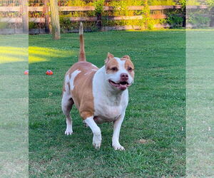 Pumpkin Latte - Female American Staffordshire Terrier-Unknown Mix Dog for Adoption - Photo #11