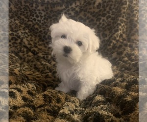 Maltese Puppy for sale in NITRO, WV, USA