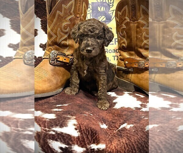 Medium Photo #4 Goldendoodle Puppy For Sale in BUDA, TX, USA