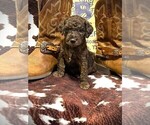 Puppy Gus Goldendoodle